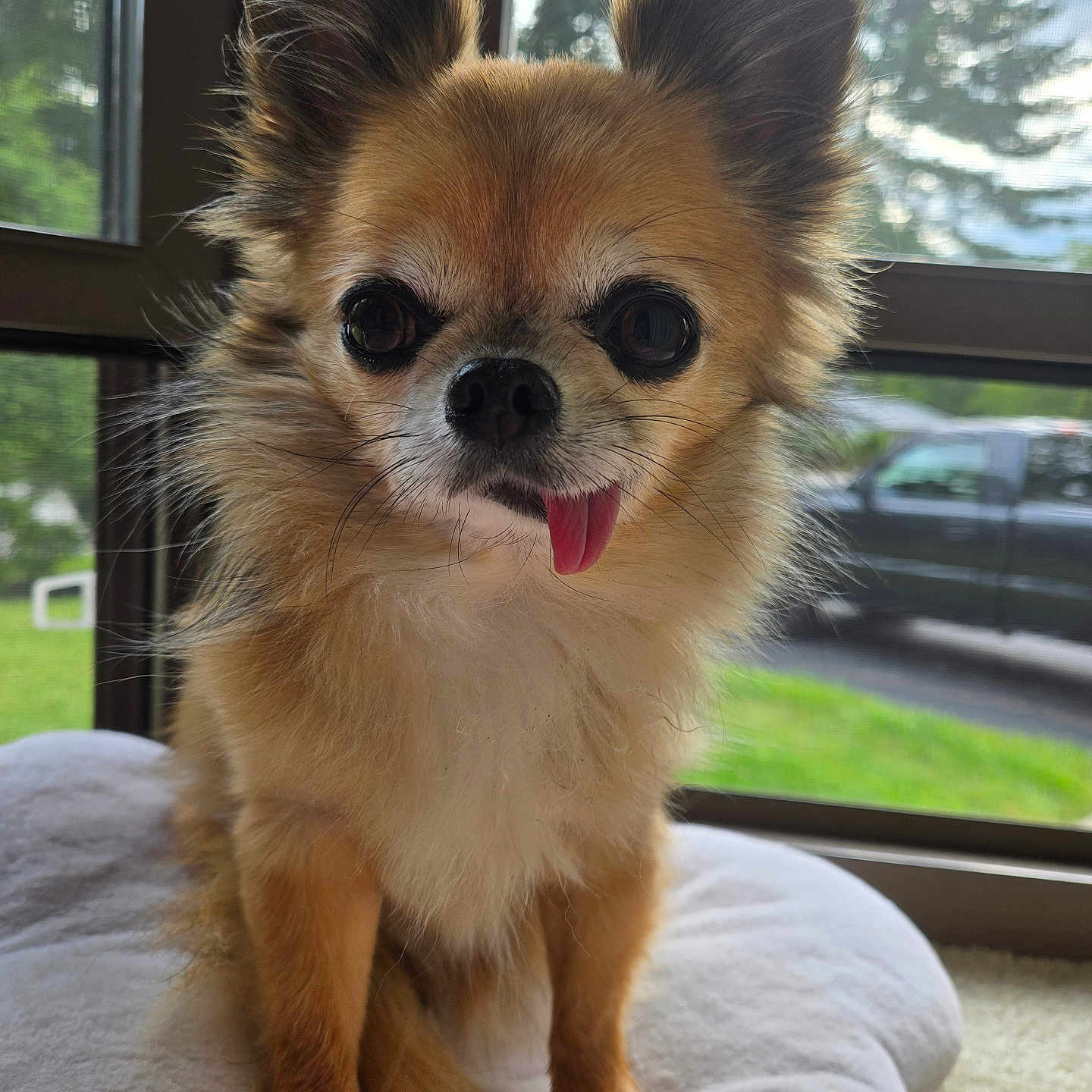 Bailey joined the competition — help win amazing prizes! animal, background, chihuahua, cushion, cute, daylight, dog, ears, face, fluffy, front_paws, fur, indoors, nose, pet, sitting, small_dog, tongue_out, whiskers, window