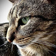 Sushy a rejoint le concours — aidez-le/la à gagner de superbes lots ! animal, cat, close_up, cute, domestic_cat, face, feline, focus, fur, green_eye, indoor, mammal, nature, pet, portrait, profile, soft_light, tabby, texture, whiskers