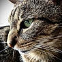 cat, close_up, tabby, green_eye, whiskers, fur, profile, animal, pet, mammal, indoor, focus, portrait, face, cute, feline, nature, soft_light, texture, domestic_cat