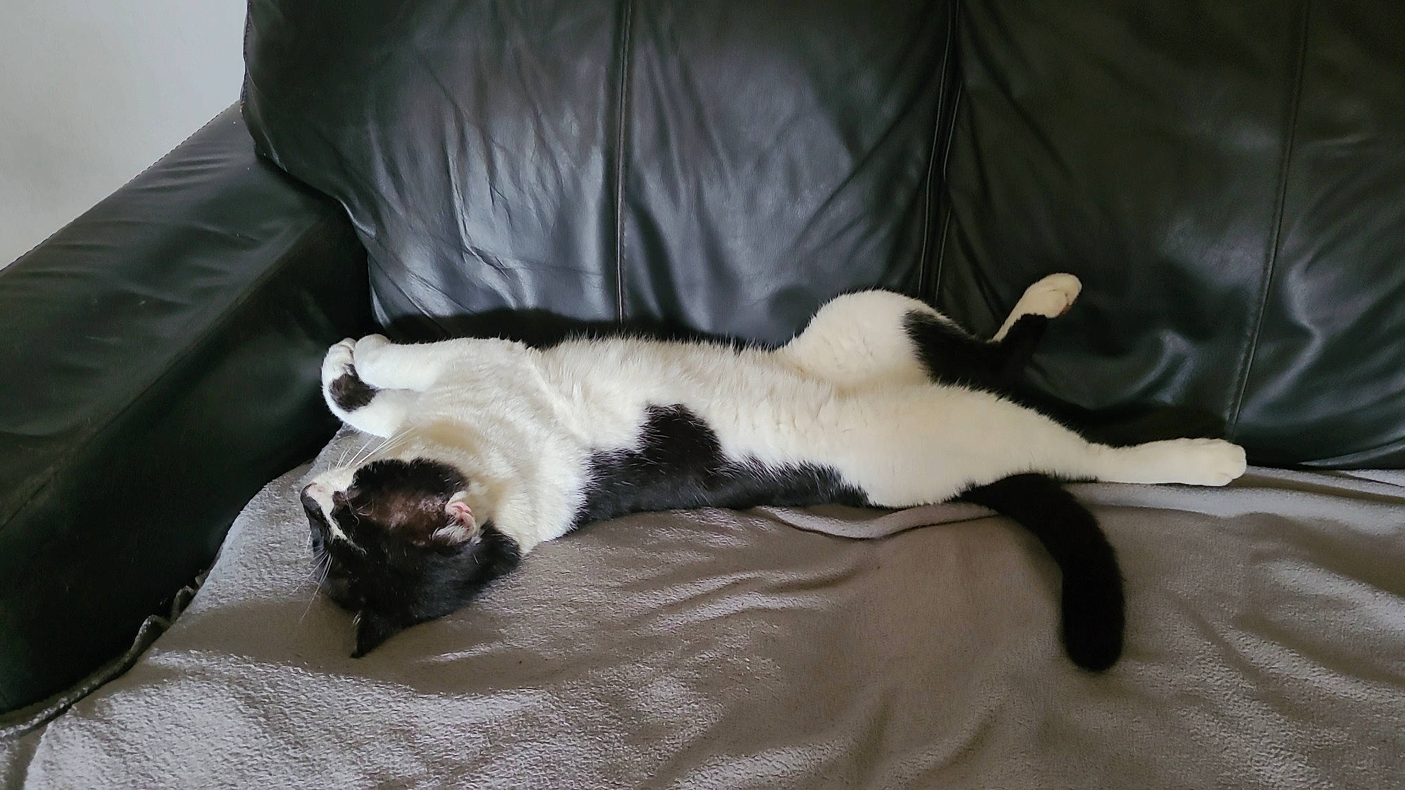 Lightning joined the competition — help win amazing prizes! carnivore, cat, comfort, companion_dog, couch, dog_breed, domestic_short_haired_cat, felidae, fur, hardwood, linens, paw, room, small_to_medium_sized_cats, tail, whiskers