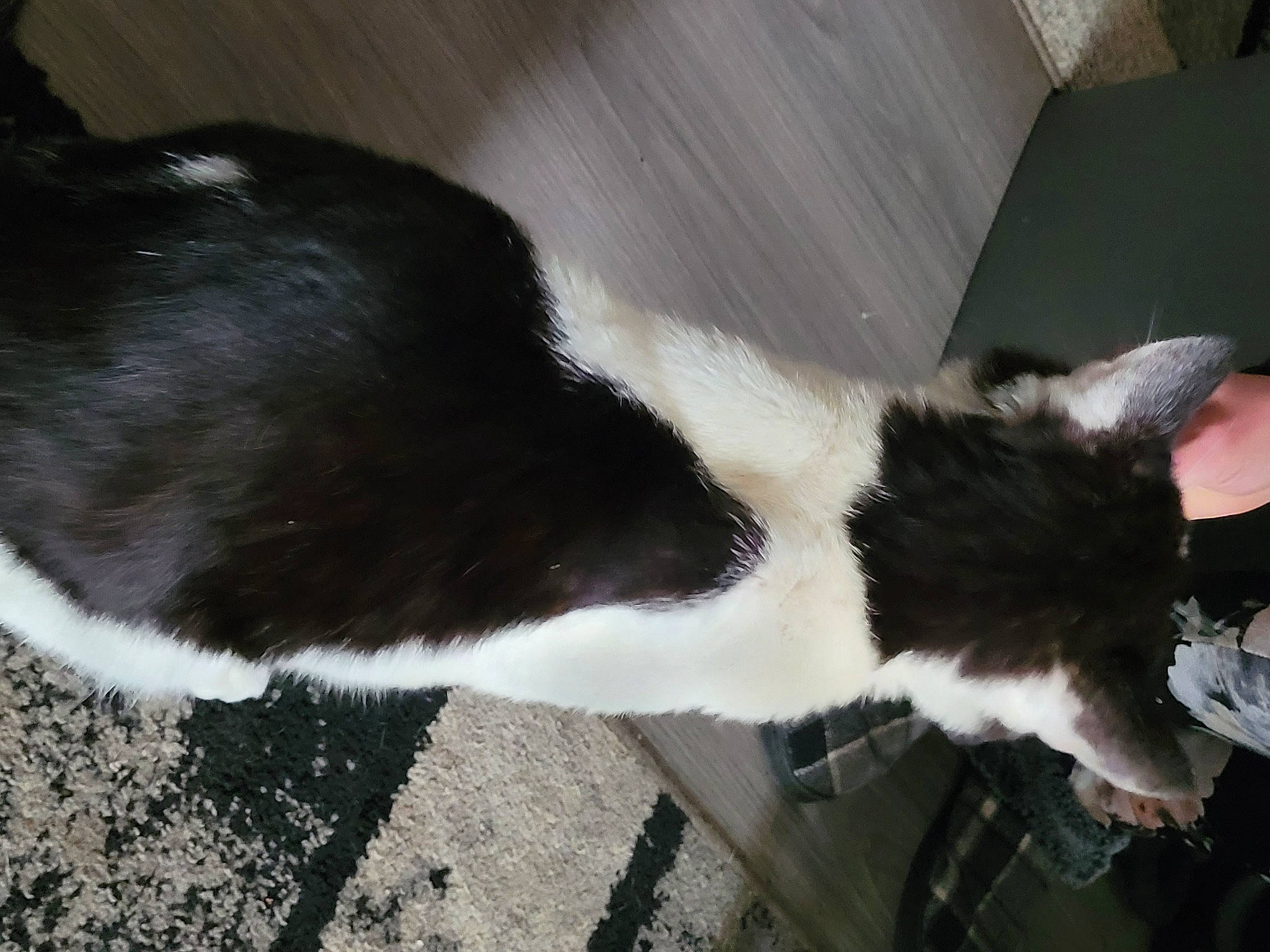 Lightning joined the competition — help win amazing prizes! canidae, carnivore, cat, claw, dog_breed, domestic_short_haired_cat, felidae, flooring, fur, paw, small_to_medium_sized_cats, snout, sporting_group, tail, whiskers