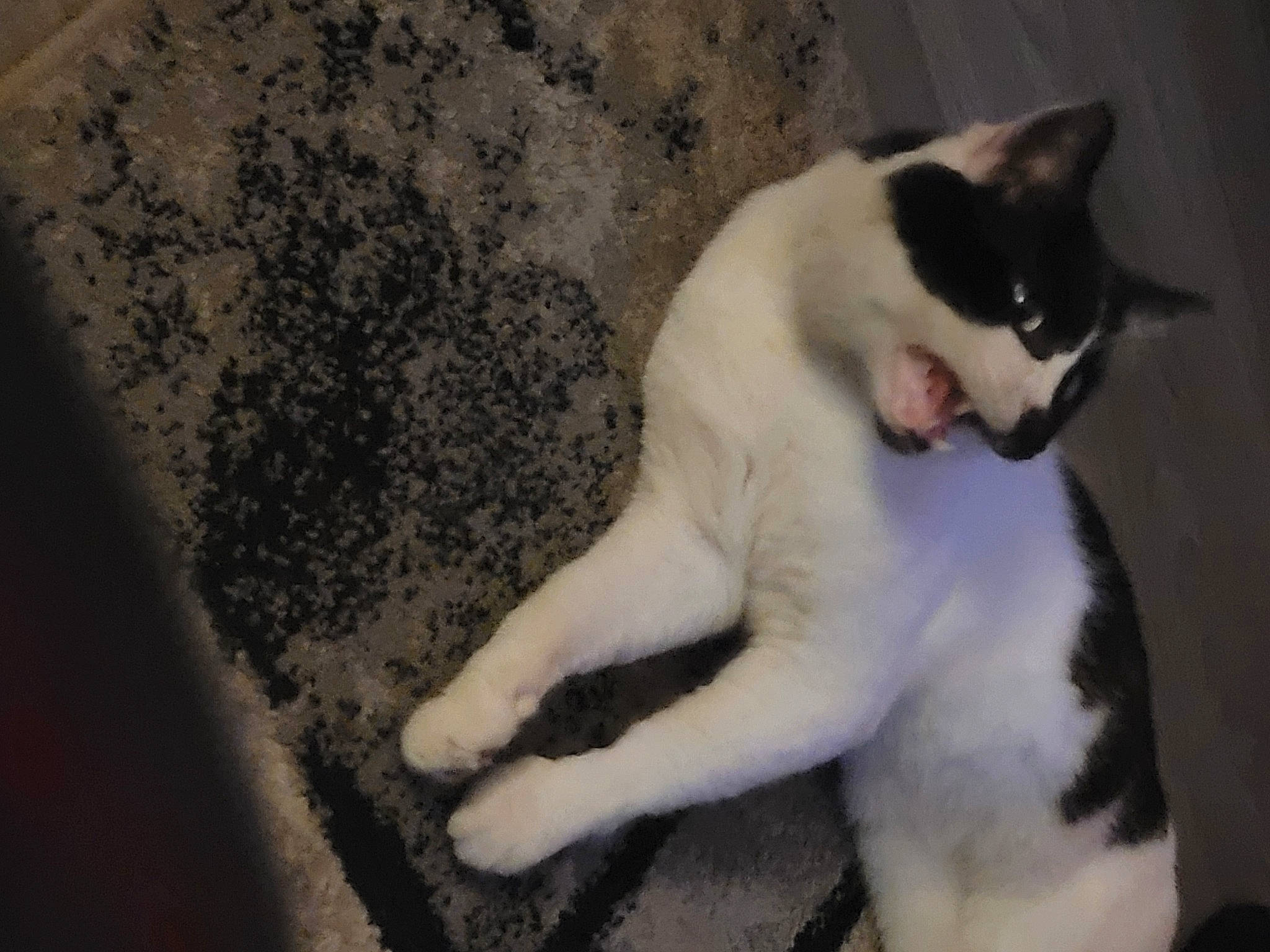 Lightning is registered to the contest to win money with this photo: carnivore, cat, domestic_short_haired_cat, felidae, flooring, fur, paw, small_to_medium_sized_cats, snout, tail, whiskers