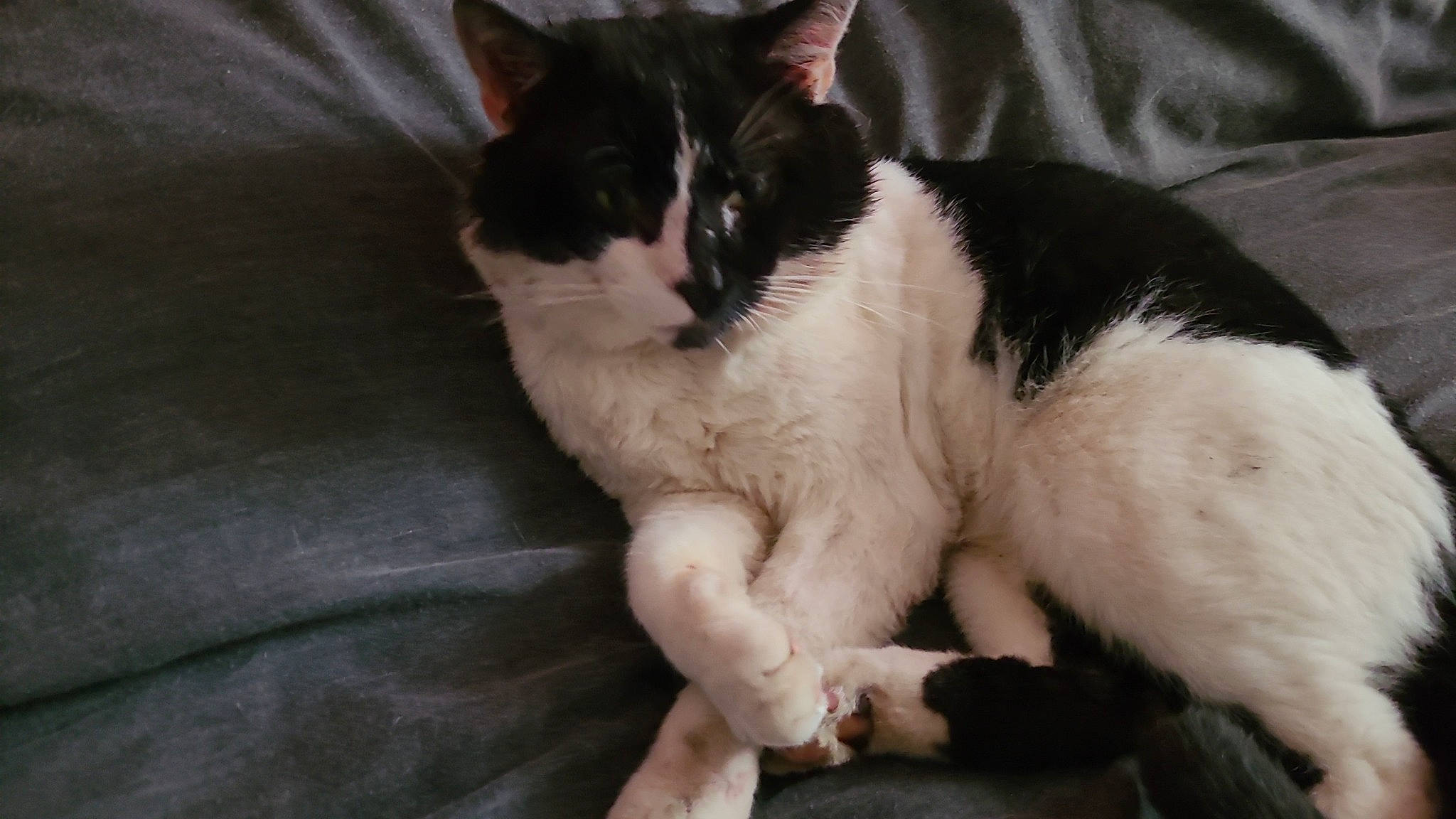 Lightning joined the competition — help win amazing prizes! carnivore, cat, claw, comfort, domestic_short_haired_cat, eye, felidae, fur, paw, sitting, small_to_medium_sized_cats, snout, tail, whiskers