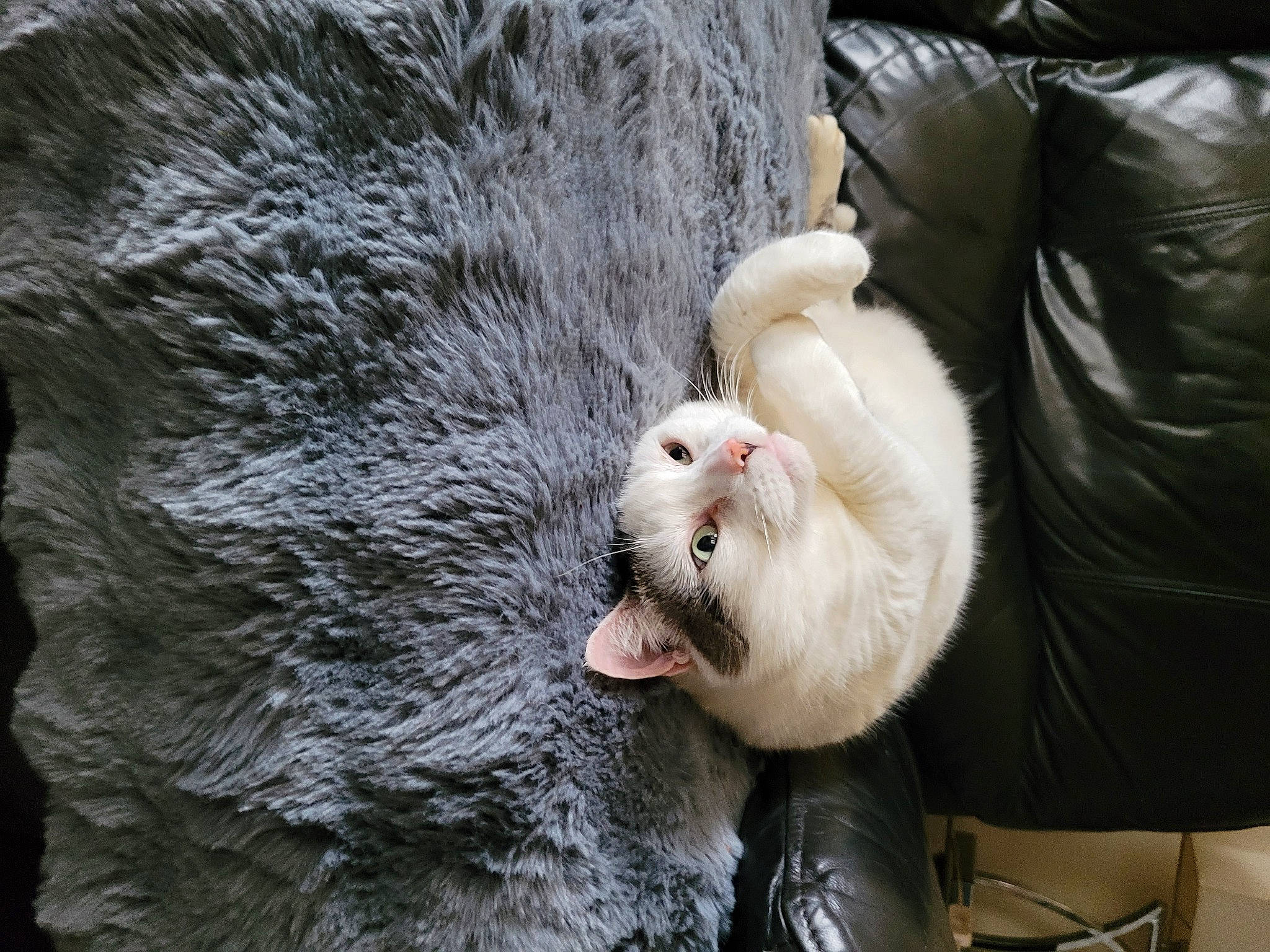 Angel is registered to the contest to win money with this photo: bean_bag, canidae, carnivore, claw, companion_dog, couch, dog_breed, fang, felidae, fur, macaque, paw, primate, small_to_medium_sized_cats, snout, sporting_group, tail, terrestrial_animal, whiskers, wildlife