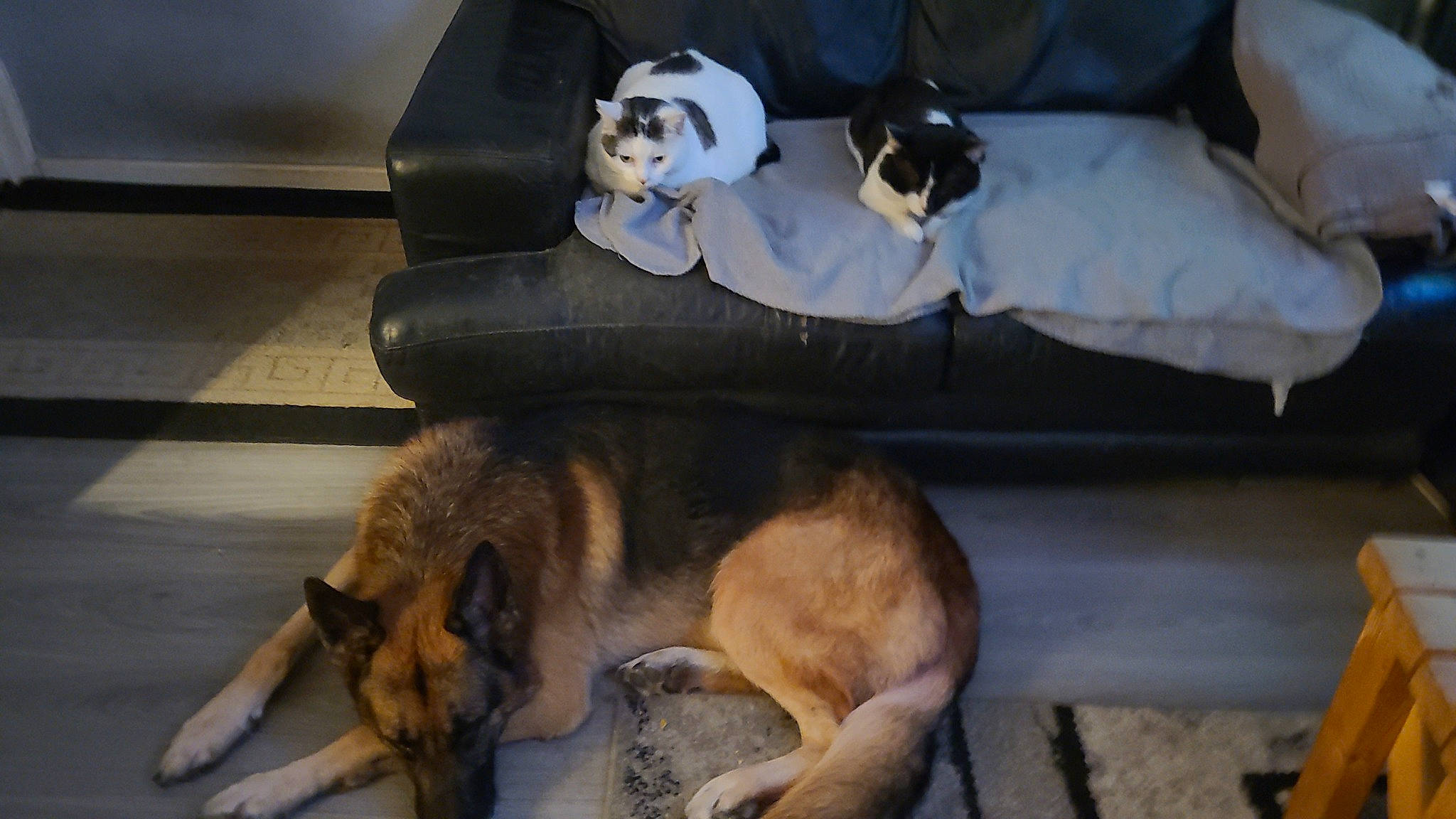 Angel is registered to the contest to win money with this photo: bone, canidae, carnivore, comfort, companion_dog, couch, dog, dog_breed, dog_supply, fawn, flooring, fur, hardwood, paw, pet_supply, snout, sporting_group, tail, working_animal, working_dog