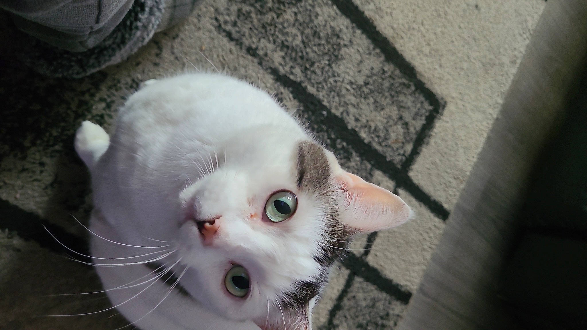 Angel is registered to the contest to win money with this photo: art, carnivore, cat, domestic_short_haired_cat, eye, fawn, felidae, flooring, fur, paw, road_surface, small_to_medium_sized_cats, snout, tail, whiskers