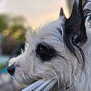 Smocky participe au concours pour gagner de l'argent avec cette photo : dog, white_dog, black_markings, fluffy_fur, side_profile, outdoor, backyard, hammock, resting, sunset, shed, grass, fence, blurred_background, pet, animal, calm, thoughtful, close_up, fur