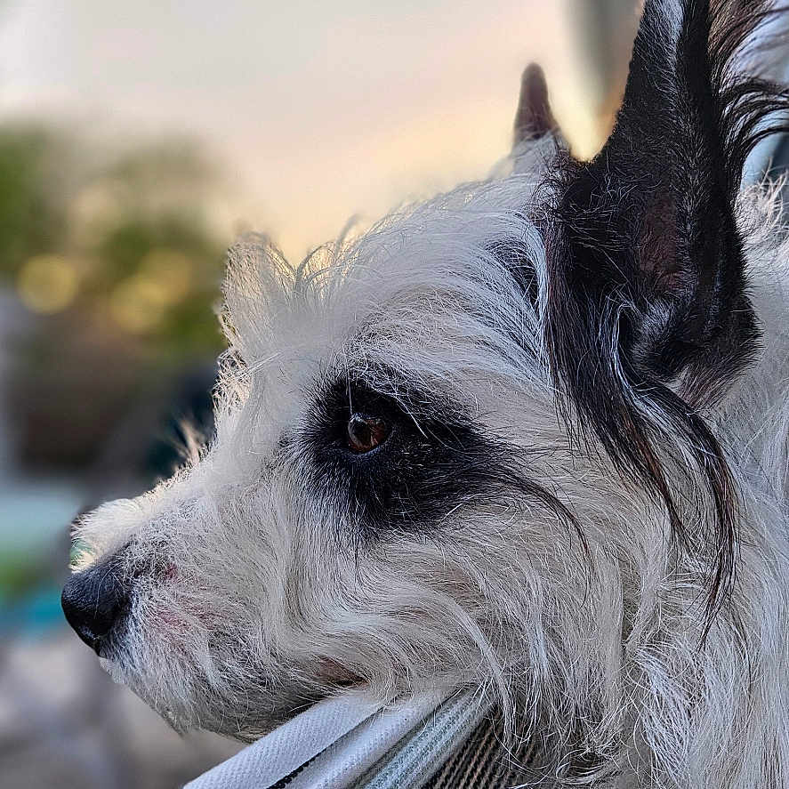 Smocky participe au concours pour gagner de l'argent avec cette photo : dog, white_dog, black_markings, fluffy_fur, side_profile, outdoor, backyard, hammock, resting, sunset, shed, grass, fence, blurred_background, pet, animal, calm, thoughtful, close_up, fur