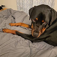 Hank joined the competition — help win amazing prizes! rottweiler, dog, pet, bedroom, comforter, gray, fur, lying_down, canine, domestic_animal, indoor, curtains, sleepy, close_up, mammal, animal, companion, resting, black, brown