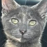 Callie is registered to the contest to win money with this photo: cat, gray_cat, close_up, pet, animal, feline, ears, eyes, face, fur, whiskers, indoor, portrait, looking, sitting, domestic_animal, cute, furry, head, mammal
