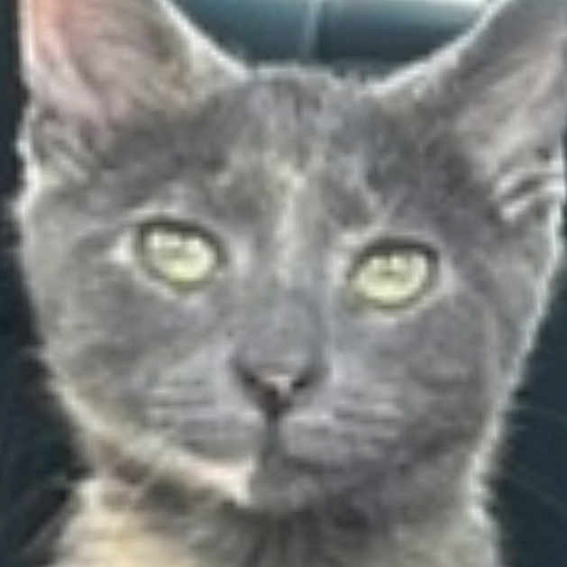 Callie is registered to the contest to win money with this photo: cat, gray_cat, close_up, pet, animal, feline, ears, eyes, face, fur, whiskers, indoor, portrait, looking, sitting, domestic_animal, cute, furry, head, mammal