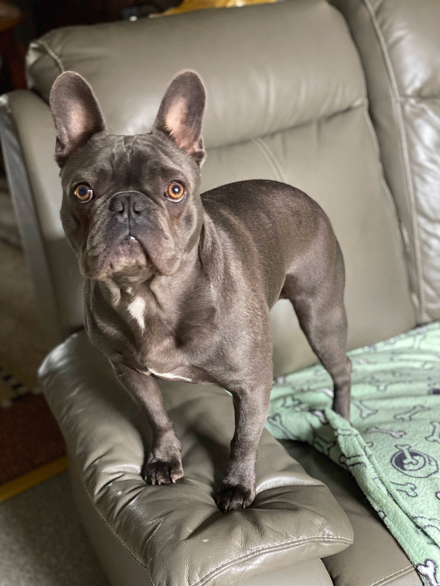 Eliot participe au concours pour gagner de l'argent avec cette photo : bulldog, canidae, carnivore, collar, comfort, companion_dog, couch, dog, dog_breed, ear, fawn, french_bulldog, liver, snout, sporting_group, terrestrial_animal, toy_dog, whiskers, working_animal, wrinkle