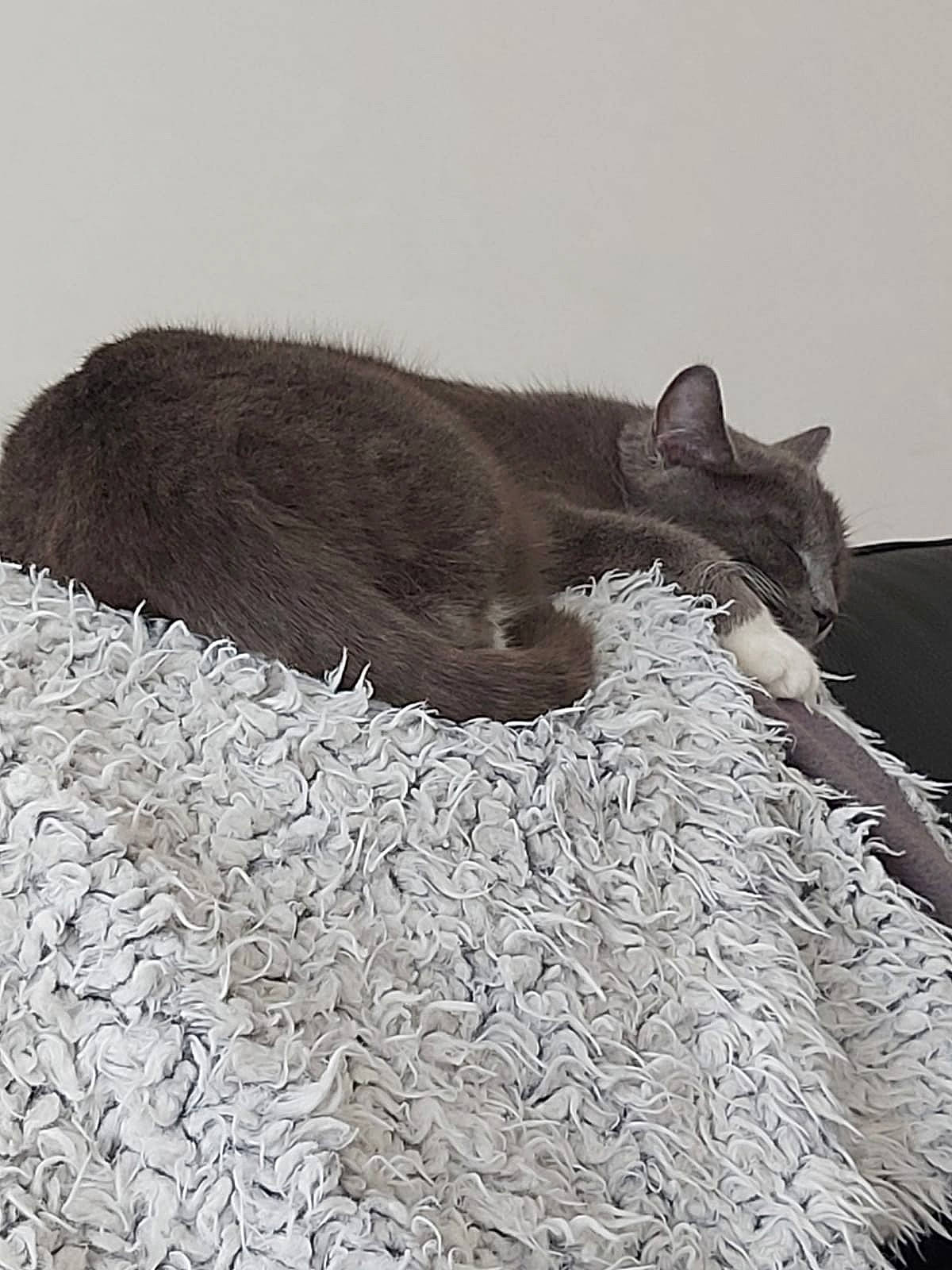 Luna a rejoint le concours — aidez-le/la à gagner de superbes lots ! black_cat, carnivore, cat, claw, comfort, domestic_short_haired_cat, felidae, fur, monochrome, monochrome_photography, small_to_medium_sized_cats, snout, tail, terrestrial_animal, vertebrate, whiskers