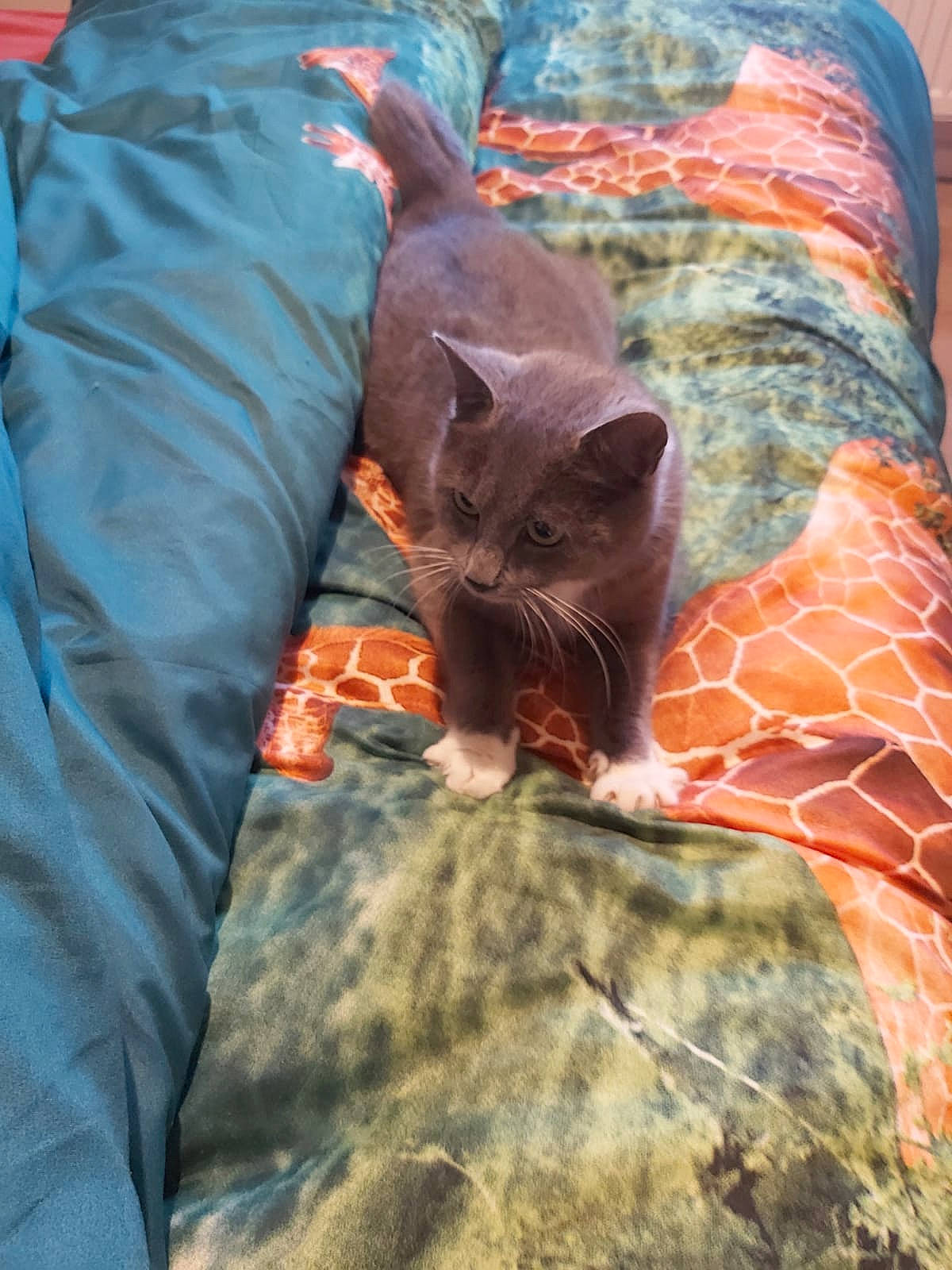 Luna participe au concours pour gagner de l'argent avec cette photo : carnivore, cat, comfort, domestic_short_haired_cat, electric_blue, fawn, felidae, fur, grass, linens, pattern, sleeve, small_to_medium_sized_cats, tail, terrestrial_animal, tints_and_shades, tree, whiskers, wildlife, wood