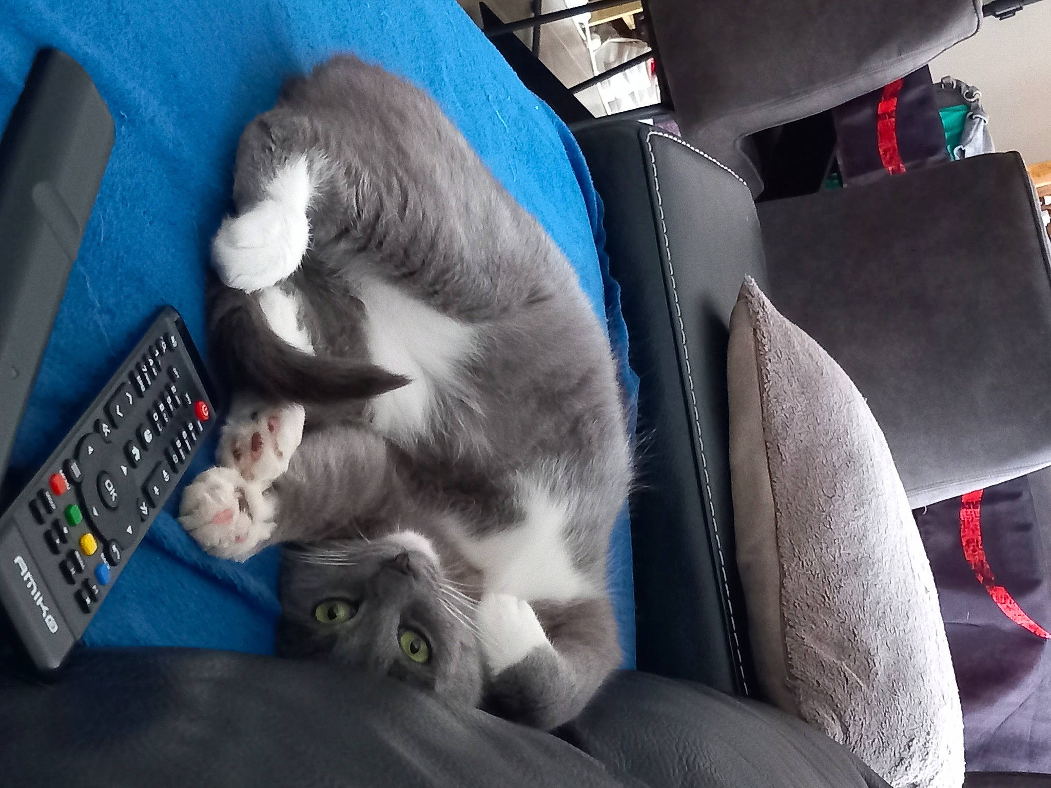 Luna a rejoint le concours — aidez-le/la à gagner de superbes lots ! auto_part, automotive_design, car_seat, car_seat_cover, carnivore, cat, comfort, communication_device, companion_dog, dog_breed, domestic_short_haired_cat, electric_blue, felidae, fur, head_restraint, remote_control, seat_belt, small_to_medium_sized_cats, tail, whiskers