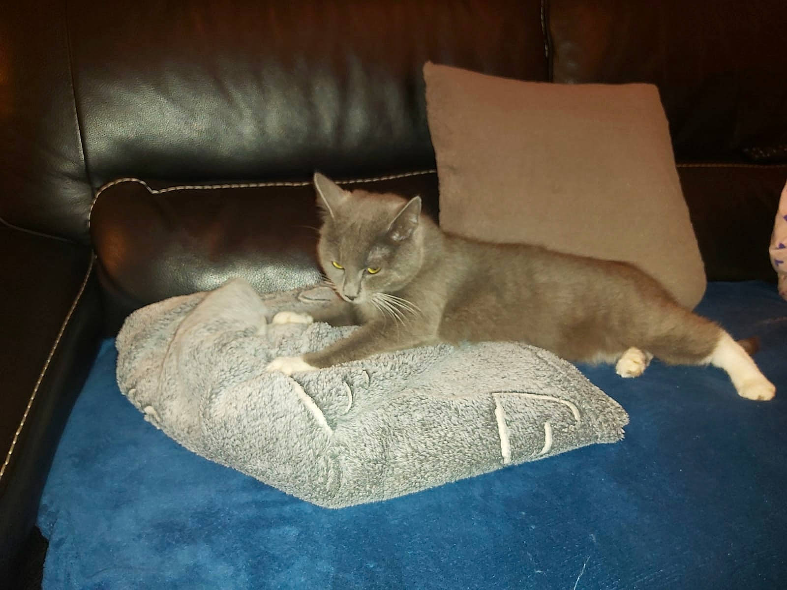 Luna a rejoint le concours — aidez-le/la à gagner de superbes lots ! bed, carnivore, cat, cat_bed, cat_supply, comfort, couch, domestic_short_haired_cat, fawn, felidae, flooring, fur, furniture, linens, living_room, room, small_to_medium_sized_cats, studio_couch, tail, whiskers