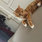 Mon Gros a rejoint le concours — aidez-le/la à gagner de superbes lots ! cat, orange_cat, white_paws, couch, indoor, curious, feline, pet, fur, wall, clothing, hanger, domestic, resting, animal, whiskers, ears, furniture, relaxed, home