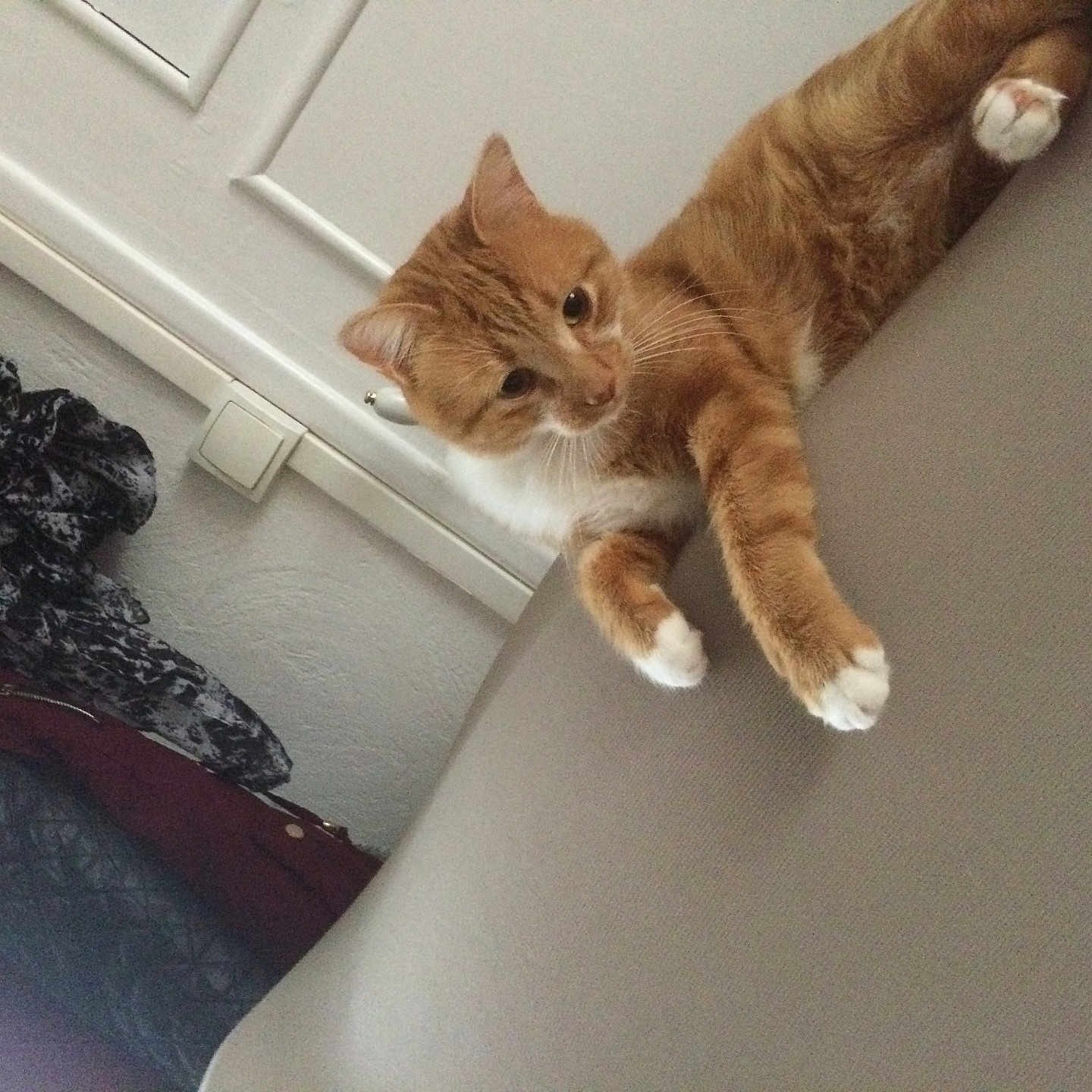 Mon Gros a rejoint le concours — aidez-le/la à gagner de superbes lots ! animal, cat, clothing, couch, curious, domestic, ears, feline, fur, furniture, hanger, home, indoor, orange_cat, pet, relaxed, resting, wall, whiskers, white_paws