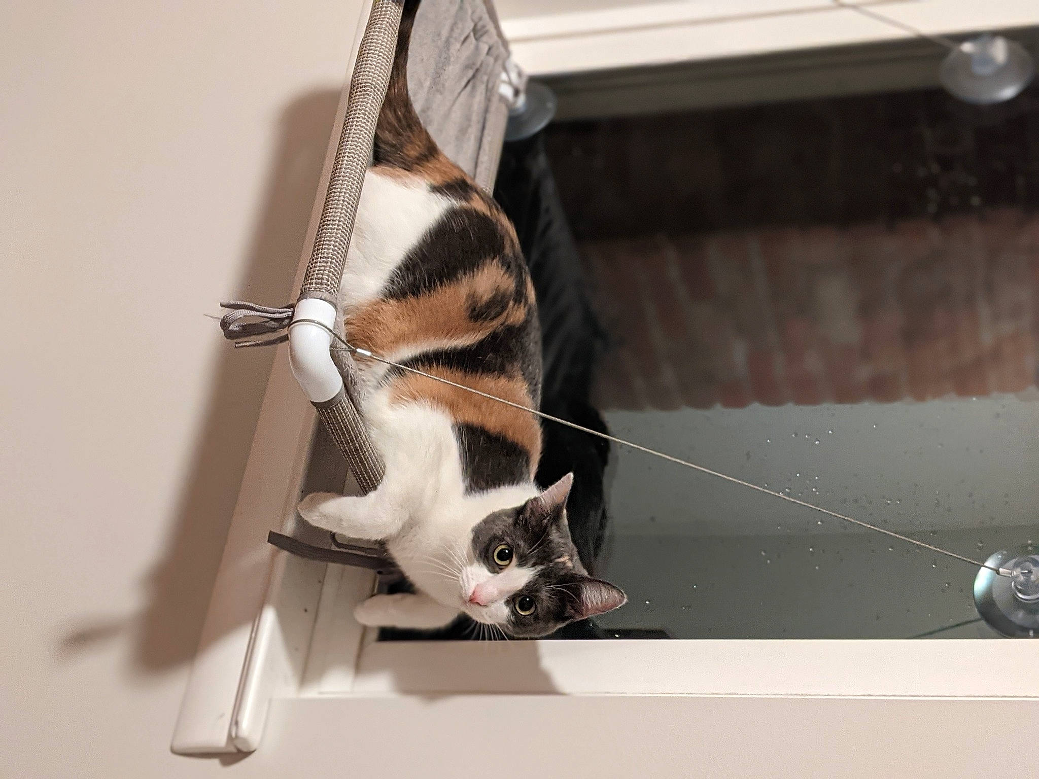 Feta joined the competition — help win amazing prizes! art, carnivore, cat, cat_supply, claw, domestic_short_haired_cat, eyewear, fawn, felidae, fur, paw, pet_supply, room, small_to_medium_sized_cats, tail, terrestrial_animal, whiskers, wildlife, window, wood