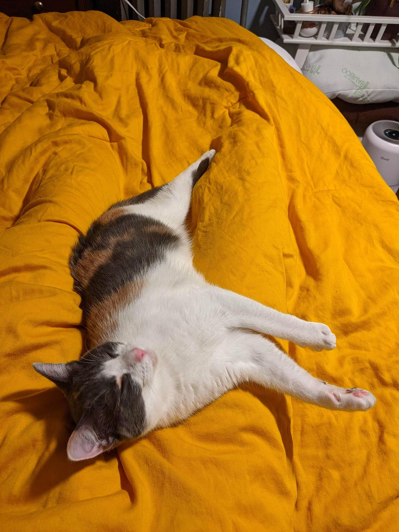 Feta joined the competition — help win amazing prizes! canidae, carnivore, cat, claw, comfort, dog_breed, domestic_short_haired_cat, fawn, felidae, fur, linens, nap, orange, paw, small_to_medium_sized_cats, tail, textile, whiskers, wood, yellow