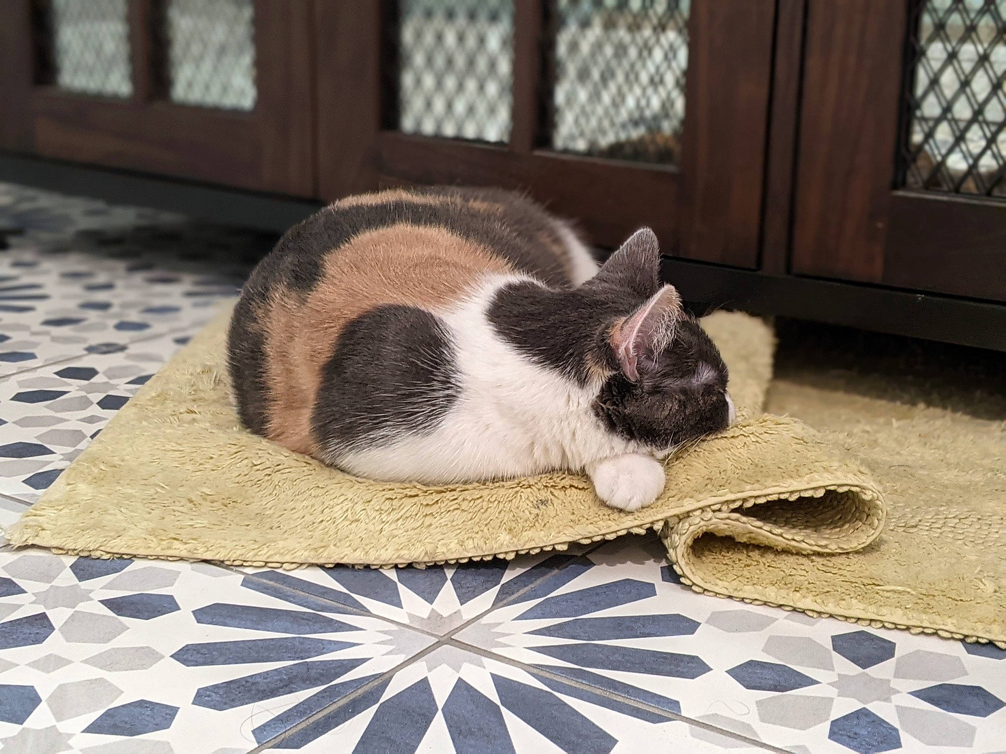 Feta joined the competition — help win amazing prizes! carnivore, cat, comfort, domestic_short_haired_cat, fawn, felidae, flooring, fur, grey, hardwood, linens, pattern, paw, small_to_medium_sized_cats, snout, tail, terrestrial_animal, whiskers, window, wood