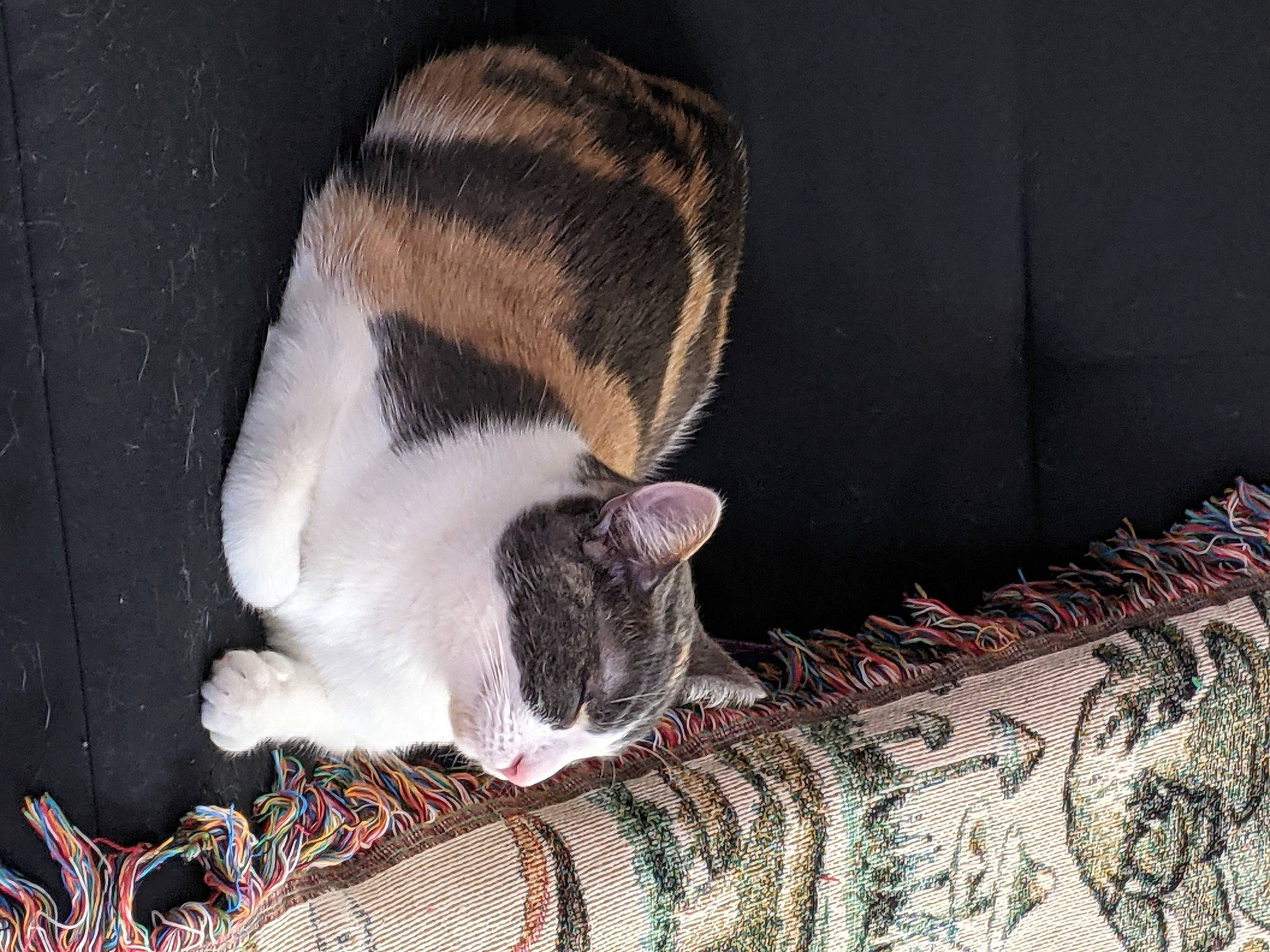 Feta joined the competition — help win amazing prizes! carnivore, cat, cat_supply, comfort, domestic_short_haired_cat, fawn, felidae, fur, grey, linens, paw, pet_supply, small_to_medium_sized_cats, snout, tail, terrestrial_animal, textile, whiskers, window, wood