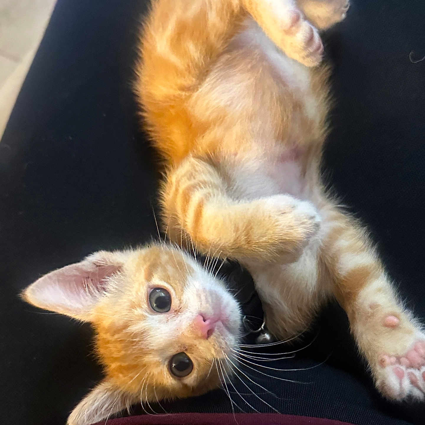 Leo joined the competition — help win amazing prizes! abyssinian, animal, cat, kitten, manx, person, pet, rat, rodent, siamese, sleeping