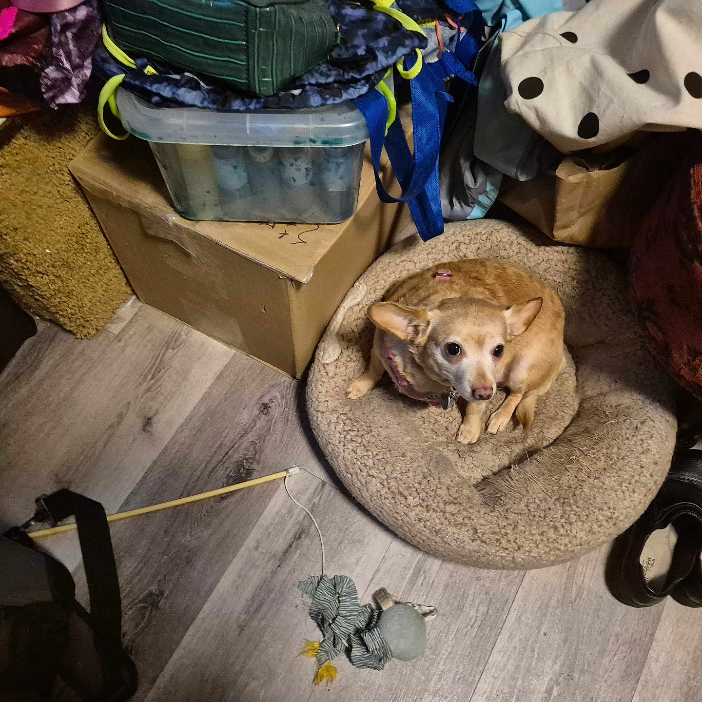 Calamity Jane is registered to the contest to win money with this photo: brown_dog, cardboard_box, carpet, clutter, curled_up, dog, domestic, fabric, floor, flooring, household_items, indoor, leash, leash_stick, looking_up, pet_bed, plastic_container, shoes, stuffed_toy, toy