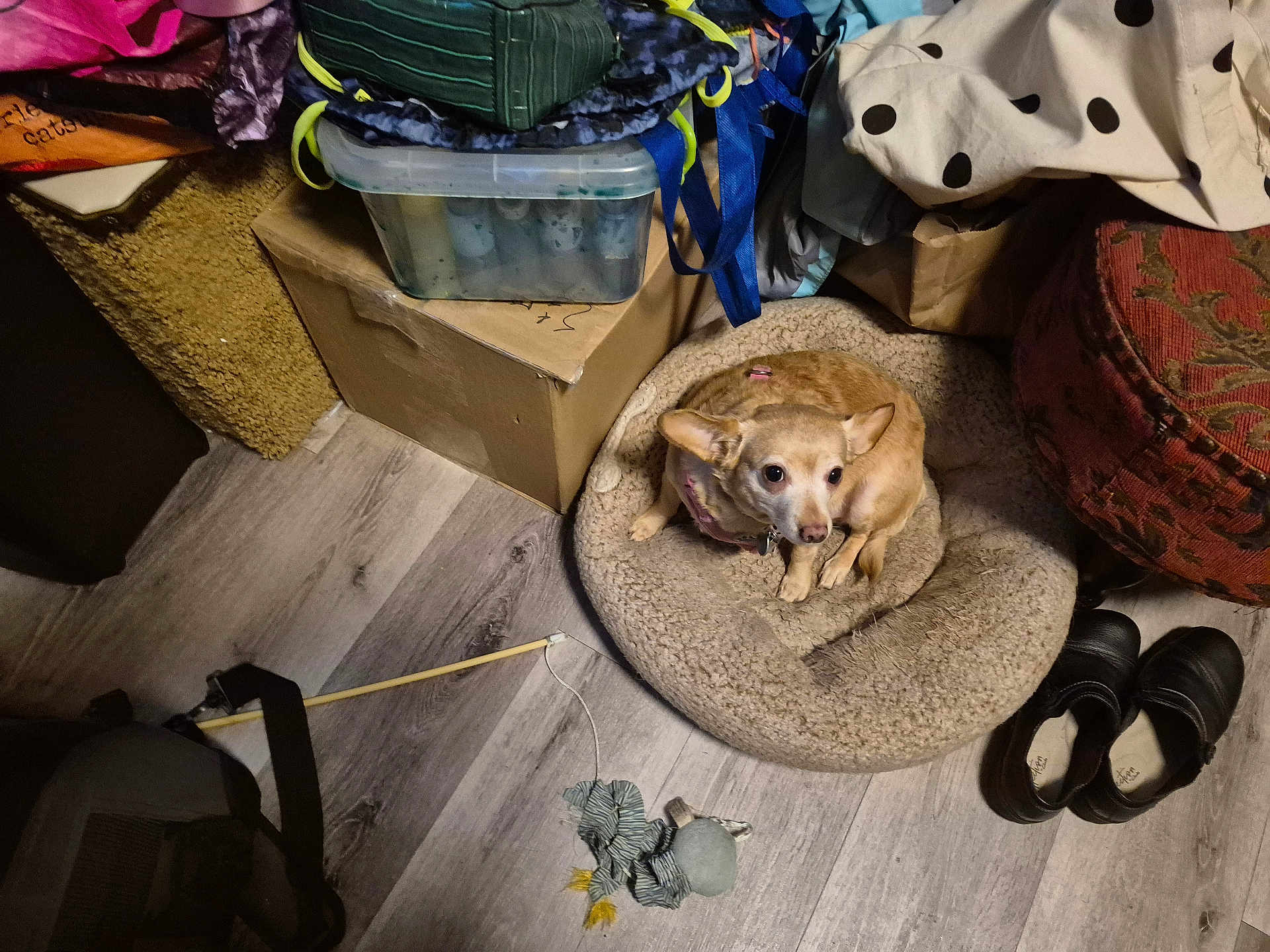 Calamity Jane is registered to the contest to win money with this photo: brown_dog, cardboard_box, carpet, clutter, curled_up, dog, domestic, fabric, floor, flooring, household_items, indoor, leash, leash_stick, looking_up, pet_bed, plastic_container, shoes, stuffed_toy, toy