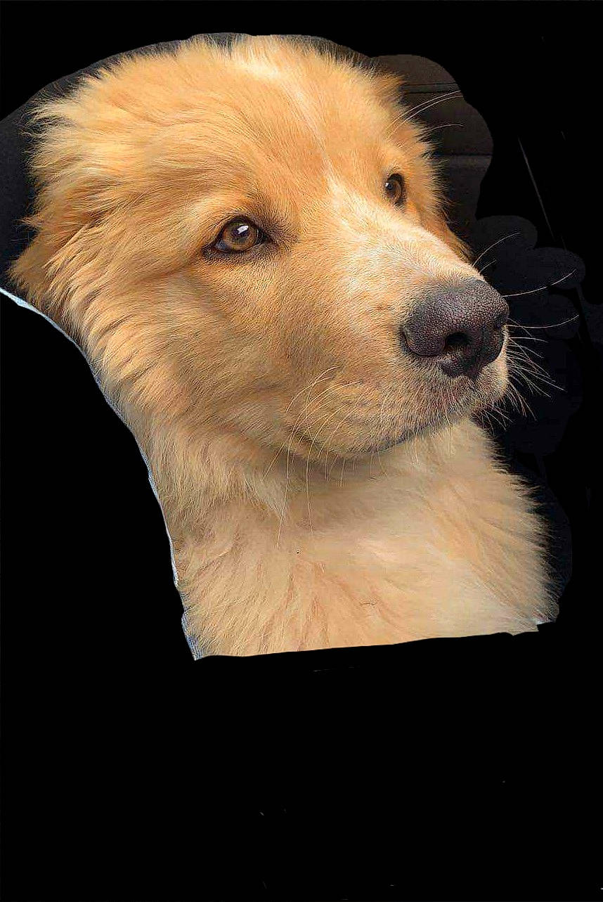 Björn participe au concours pour gagner de l'argent avec cette photo : ancient_dog_breeds, canidae, carnivore, companion_dog, dog, dog_breed, fur, golden_retriever, non_sporting_group, paw, puppy, snout, terrestrial_animal, whiskers, working_animal, working_dog