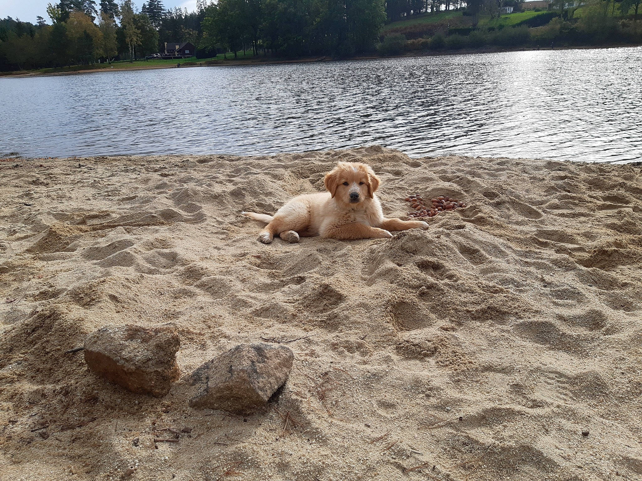 Björn participe au concours pour gagner de l'argent avec cette photo : bank, beach, carnivore, companion_dog, dog, dog_breed, fawn, lake, landscape, natural_environment, plant, sand, shore, sky, soil, sporting_group, toy, tree, water, wood