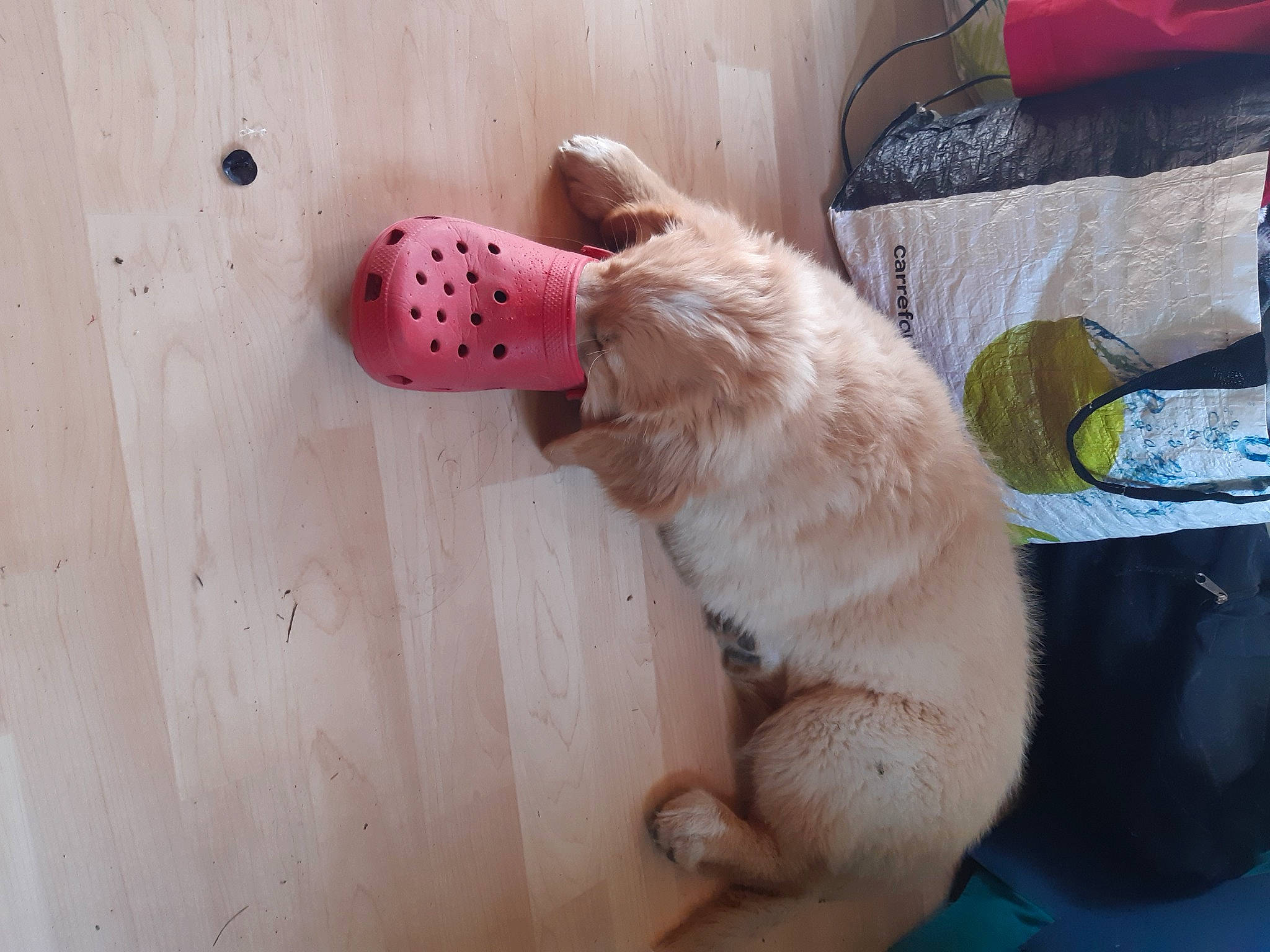 Björn a rejoint le concours — aidez-le/la à gagner de superbes lots ! canidae, carnivore, comfort, companion_dog, dog, dog_breed, fawn, felidae, flooring, foot, fur, hardwood, human_leg, paw, small_to_medium_sized_cats, sporting_group, tail, whiskers, wood, working_animal