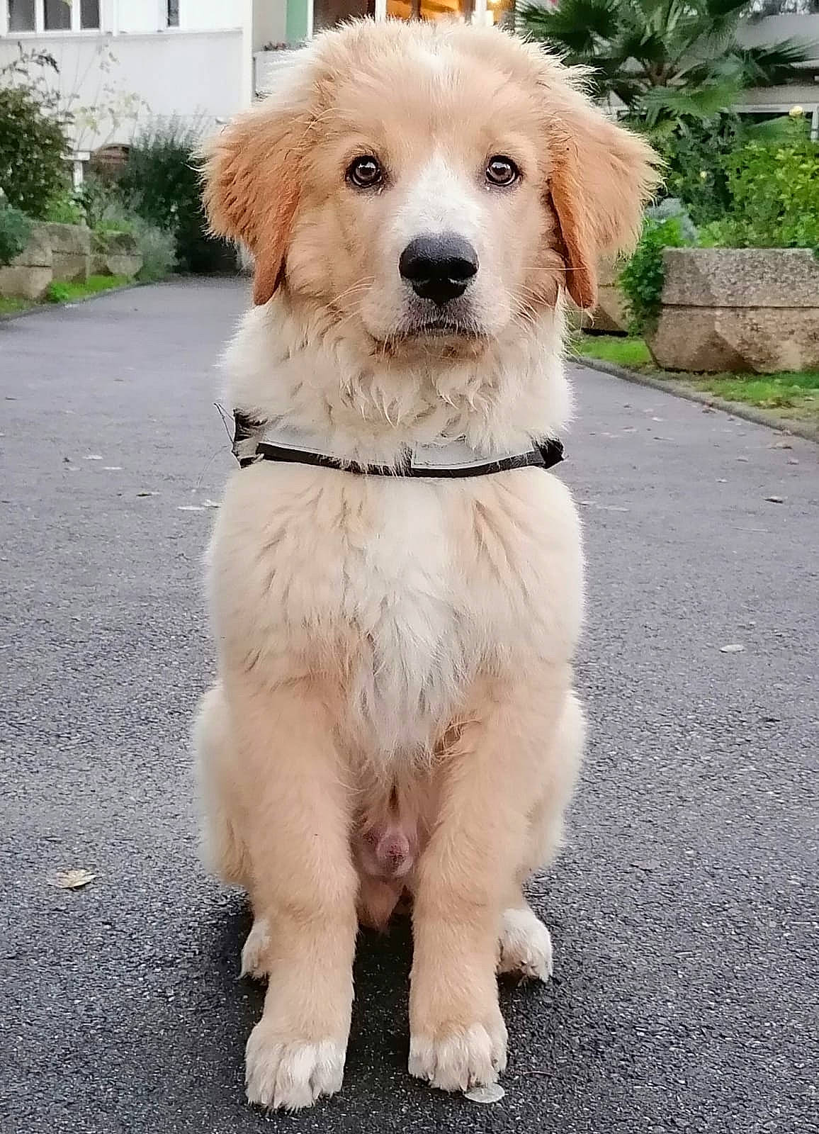 Björn a rejoint le concours — aidez-le/la à gagner de superbes lots ! asphalt, carnivore, collar, companion_dog, dog, dog_breed, dog_collar, door, fawn, fur, leash, plant, road_surface, sporting_group, tail, tree, window, working_animal