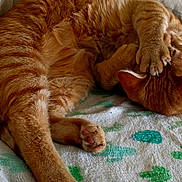 Oliver is registered to the contest to win money with this photo: cat, orange_tabby, sleeping, paw, fur, blanket, cactus_pattern, cozy, indoor, resting, close_up, relaxed, pet, animal, whiskers, claws, soft, cute, feline, nap