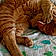 Oliver
