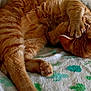 cat, orange_tabby, sleeping, paw, fur, blanket, cactus_pattern, cozy, indoor, resting, close_up, relaxed, pet, animal, whiskers, claws, soft, cute, feline, nap