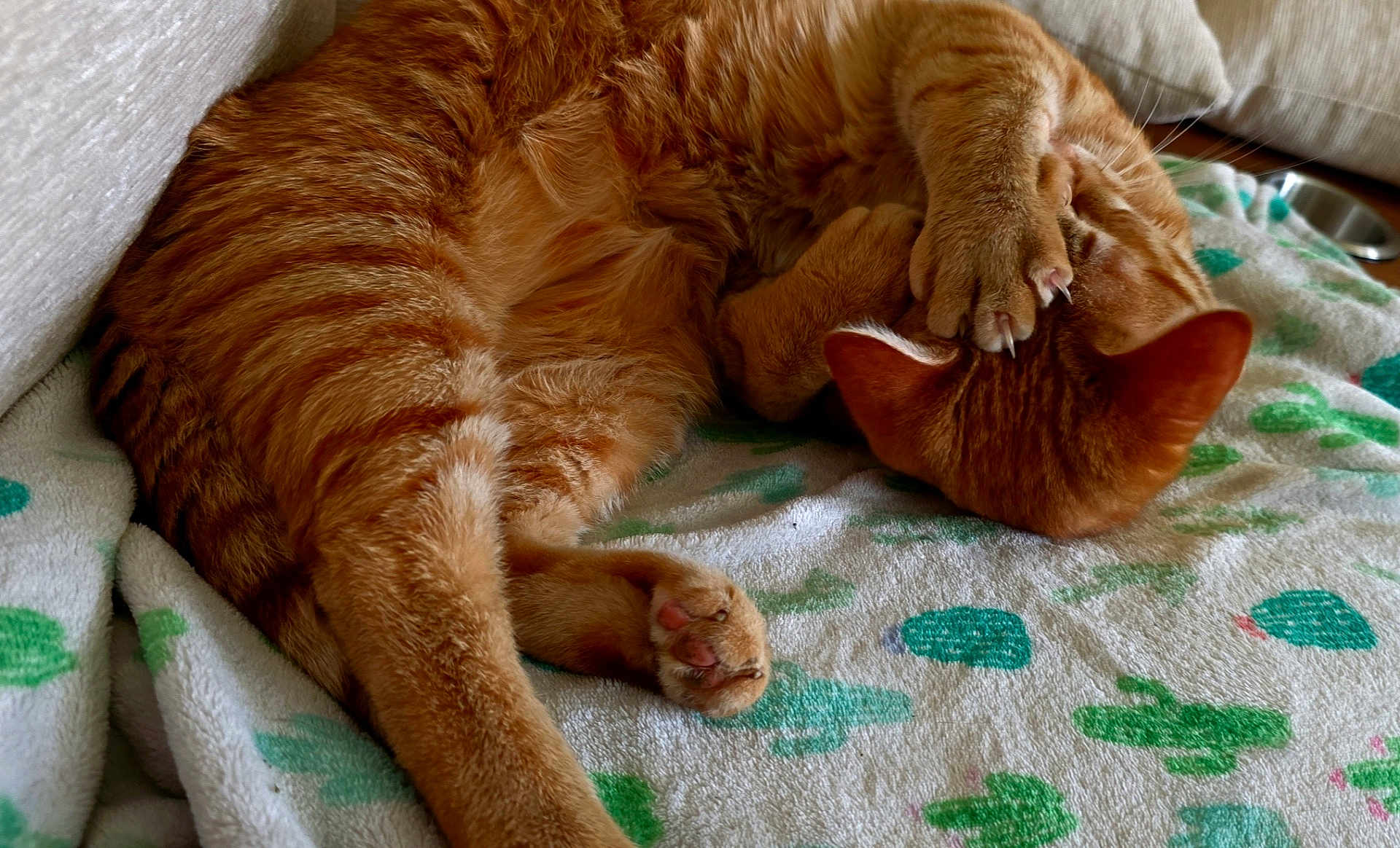 Oliver is registered to the contest to win money with this photo: cat, orange_tabby, sleeping, paw, fur, blanket, cactus_pattern, cozy, indoor, resting, close_up, relaxed, pet, animal, whiskers, claws, soft, cute, feline, nap