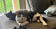 Toast And Jasper is registered to the contest to win money with this photo: cats, two_cats, pets, feline, tabby_cat, black_and_white_cat, gray_cat, lying_down, couch, sofa, game_controller, gaming, living_room, window, sunlight, indoor, blanket, furniture, relaxed, portrait