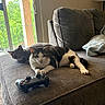 cats, two_cats, pets, feline, tabby_cat, black_and_white_cat, gray_cat, lying_down, couch, sofa, game_controller, gaming, living_room, window, sunlight, indoor, blanket, furniture, relaxed, portrait