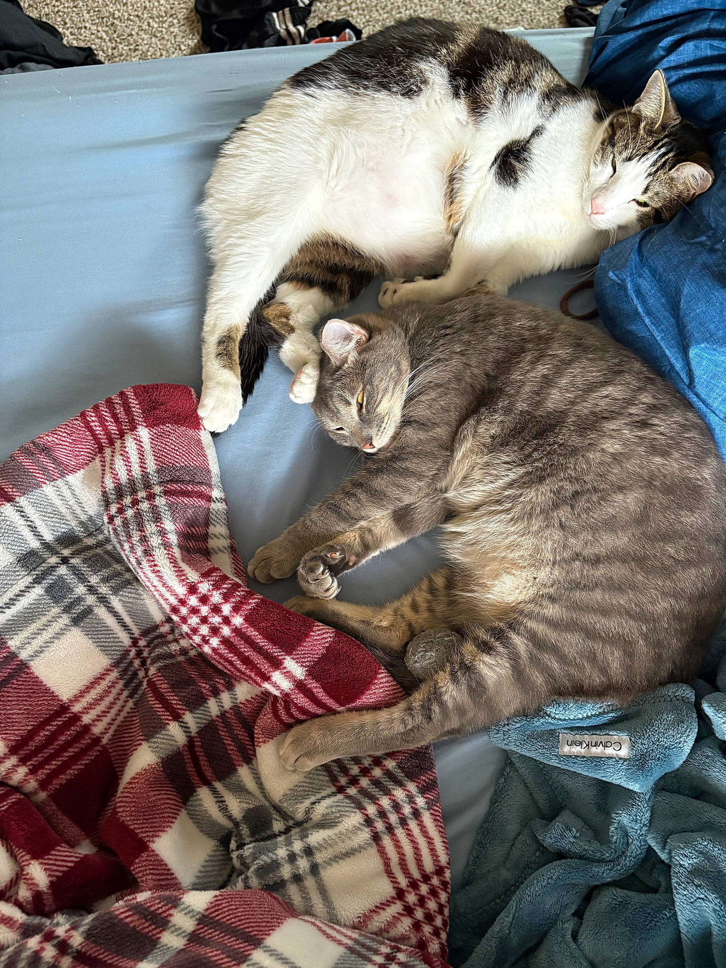 Toast And Jasper