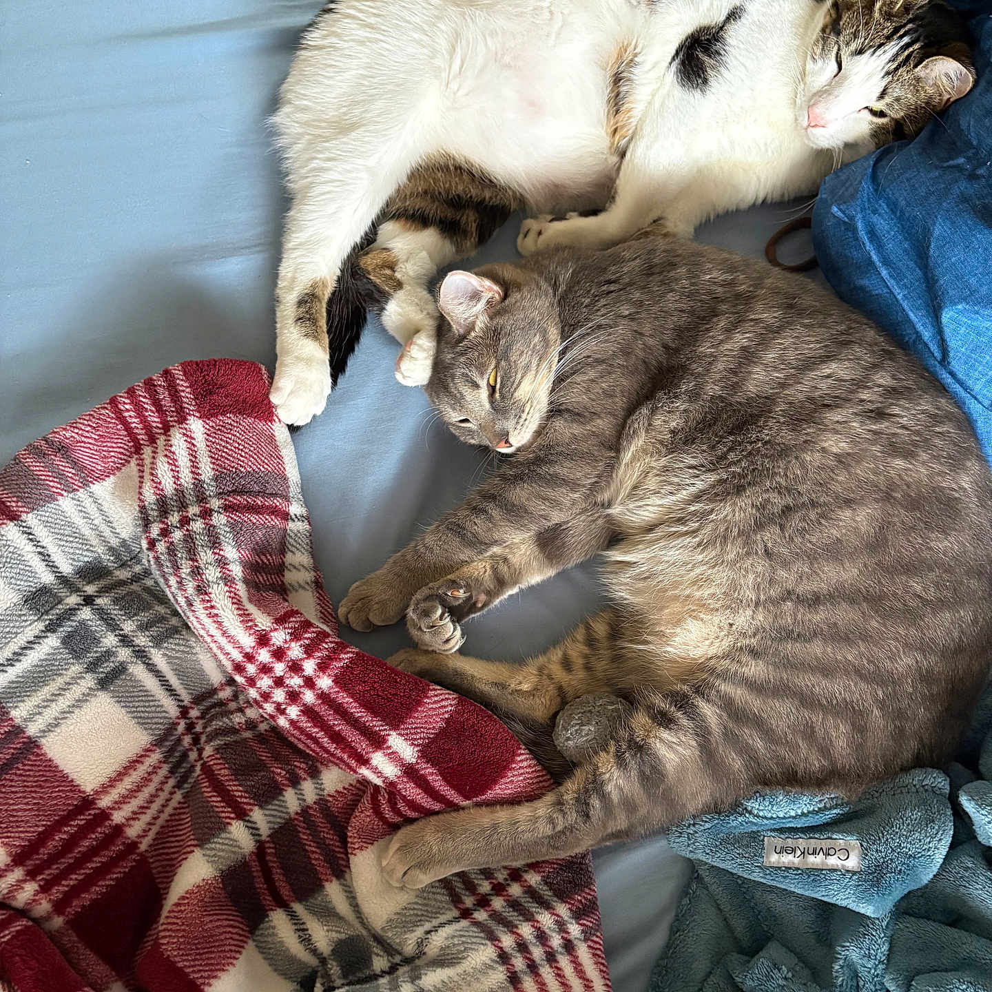 Toast And Jasper