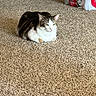 Toast And Jasper joined the competition — help win amazing prizes! cat, black_and_white, pet, animal, feline, sitting, loaf_position, carpet, indoors, home, relaxed, alert, green_eyes, pink_nose, whiskers, ears, fur, portrait, floor, beverage_cases
