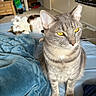 Toast And Jasper joined the competition — help win amazing prizes! cat, cats, tabby, gray_cat, golden_eyes, sitting, standing, pet, feline, whiskers, ears, fur, bed, blanket, bedroom, indoors, blue_bedding, portrait, relaxed, funny