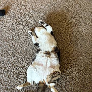 Toast And Jasper is registered to the contest to win money with this photo: cat, calico_cat, pet, animal, feline, lying_down, belly_up, playful, relaxed, fluffy, white_fur, black_fur, brown_fur, tail, paws, carpet, indoor, home, cute, funny