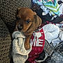 puppy, brown, dog, blanket, clothes, fabric, paw, cute, small, indoor, soft, texture, pile, colorful, fur, pet, animal, cozy, looking_up, young