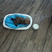 King George is registered to the contest to win money with this photo: puppy, dog, pet_bed, blue_bed, white_bed, wooden_floor, milk, container, sleeping, cozy, small_dog, indoor, flooring, brown_dog, resting, cute, animal, domestic_pet, young_dog, quiet