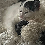 Maximus is registered to the contest to win money with this photo: animal, black_markings, cat, closeup, comfort, cozy, cute, feline, fluffy_blanket, fur, indoor, nap, paw, pet, relaxed, resting, sleeping, soft, texture, white_cat