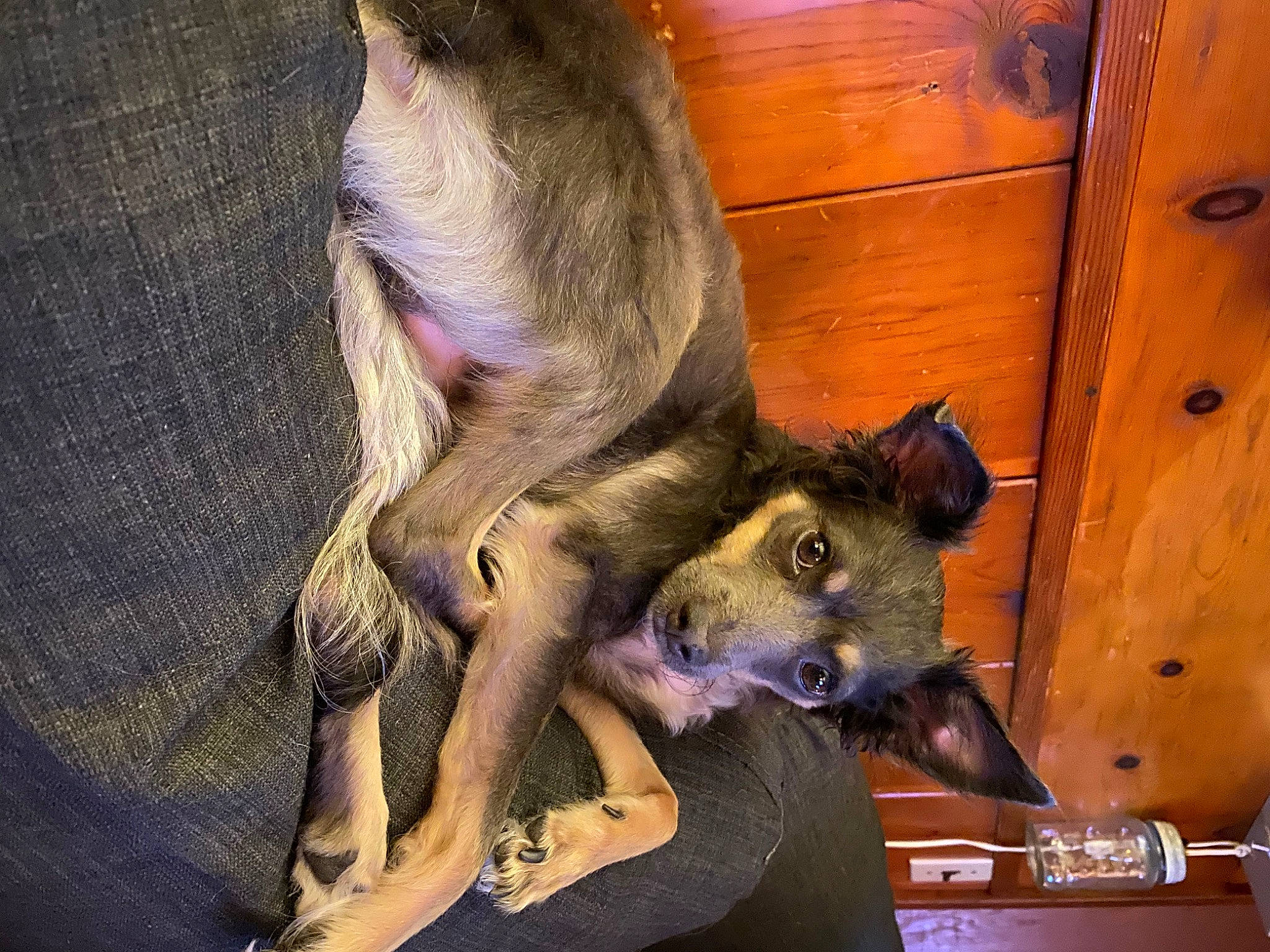 Atlas is registered to the contest to win money with this photo: cabinetry, canidae, carnivore, companion_dog, dog_breed, door, fawn, fur, metal, natural_material, sporting_group, terrestrial_animal, wood, working_animal