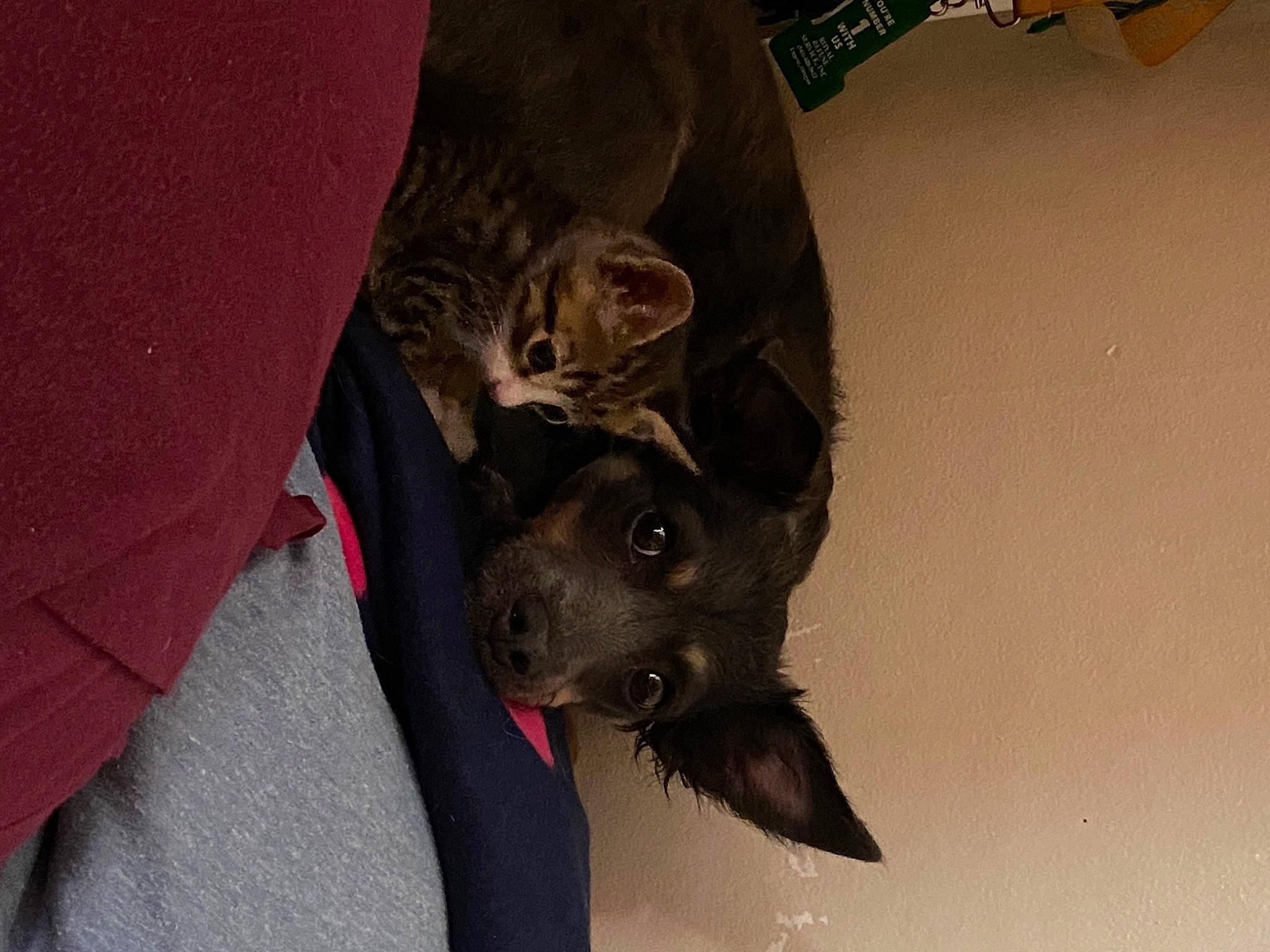 Atlas joined the competition — help win amazing prizes! blazer, canidae, carnivore, cat, collar, dog, dog_breed, domestic_short_haired_cat, fawn, felidae, fur, grey, non_sporting_group, sleeve, small_to_medium_sized_cats, sporting_group, terrestrial_animal, whiskers