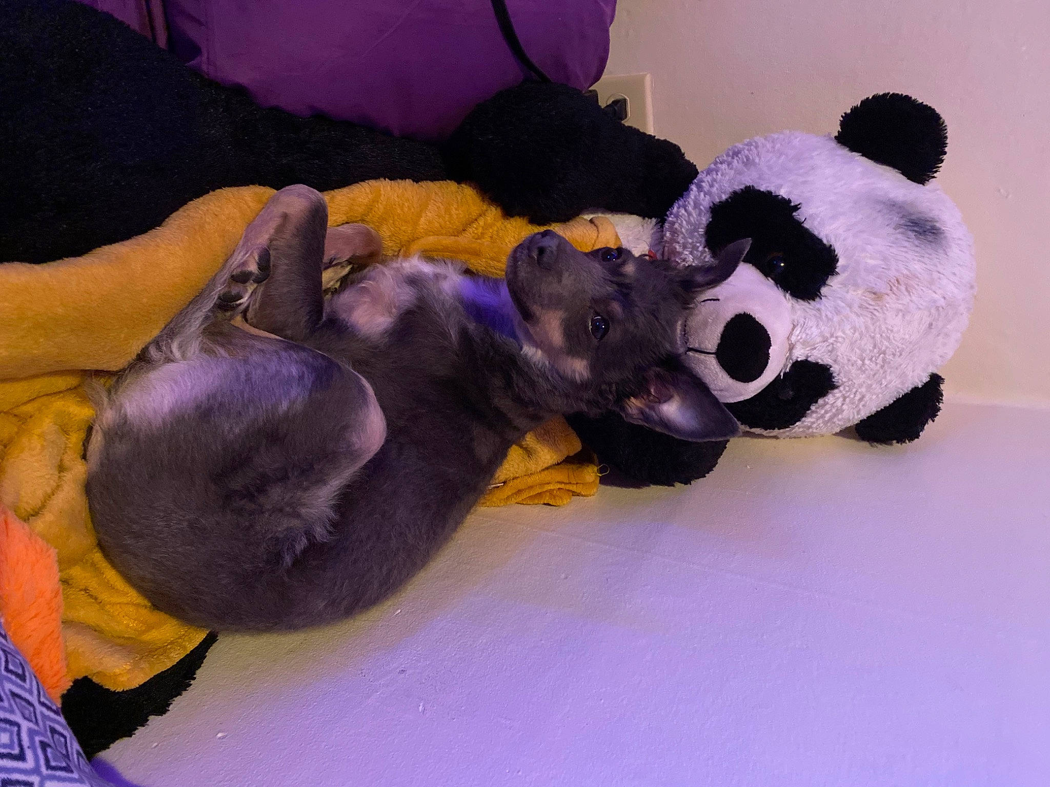 Atlas joined the competition — help win amazing prizes! animal_figure, art, bear, carnivore, comfort, companion_dog, dog_breed, fawn, fur, magenta, natural_material, panda, paw, plush, purple, snout, stuffed_toy, terrestrial_animal, toy